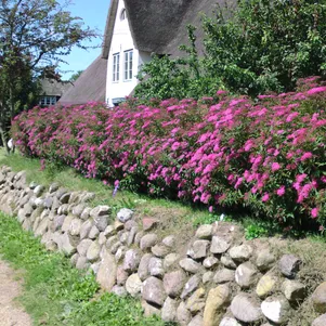 

Спирея Неон Флэш