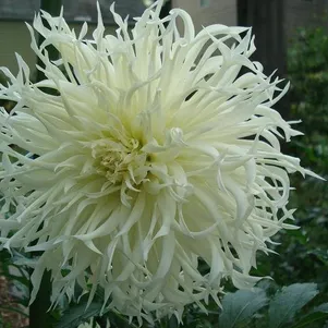 

Георгина Цуки Йори Но Шиша бахромчатая