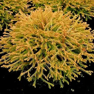 

Туя западная Голден Таффет