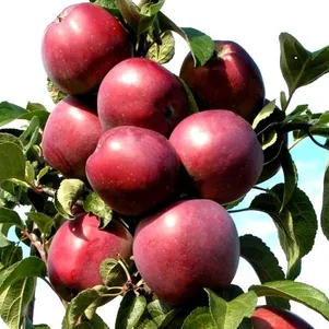 

Яблоня Васюган колоновидная (лицензионная)