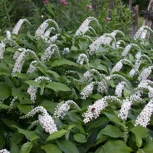 Вербейник ландышевый клетровидный 450₽