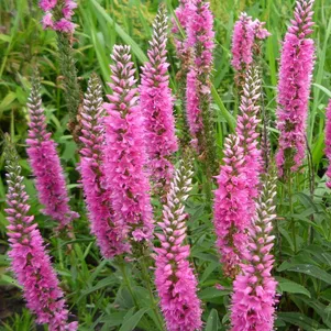 Вероника длиннолистная Роял Пинк 560₽