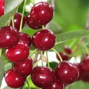 

Вишня Уральская рубиновая