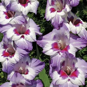 

Гладиолус Виста крупноцветковый