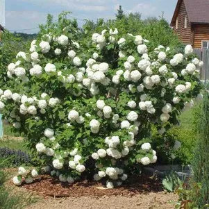

Калина Бульденеж (Розеум)