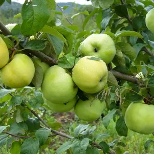 

Яблоня Антоновка обыкновенная