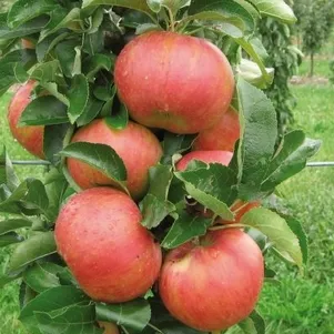 

Яблоня Триумф колоновидная (лицензионная)