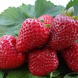 

Клубника Диамант ремонтантная урожайная крупная сладкая