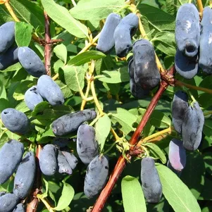 Жимолость Успех 300₽