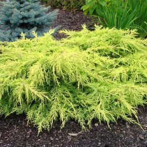 Можжевельник средний Голд Стар 590₽