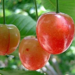 Черешня Красная горка 680₽