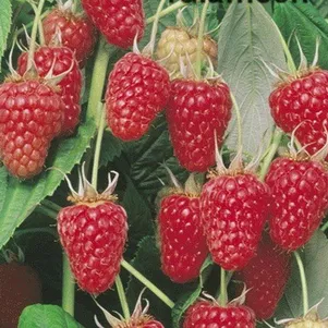 

Малина Туламин красная