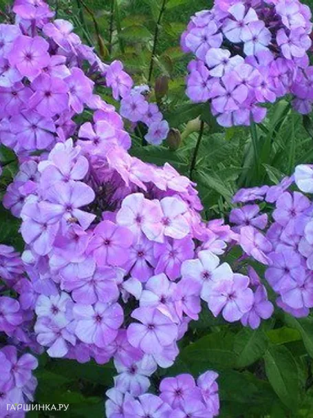 Флокс Моя любовь, моя отрада