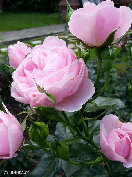 Роза Ханс Геневайн Роуз флорибунда, Тантау (лиц)