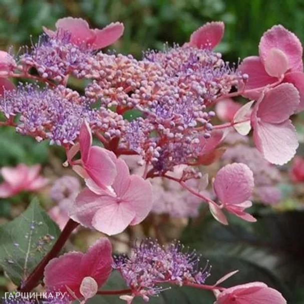 Гортензия Хот Шоколад (Горячий шоколад) шершавая