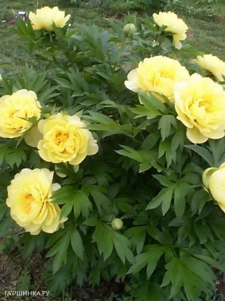 Пион Бартзелла (ИТО)