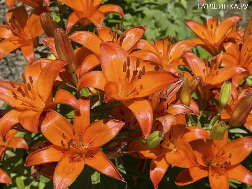 Лилия Брунелло азиатская/2шт