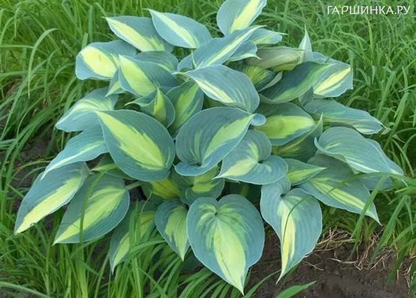 Хоста Катерина (ML)