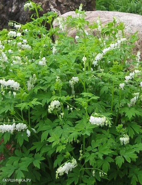 Дицентра Спектабилис Альба