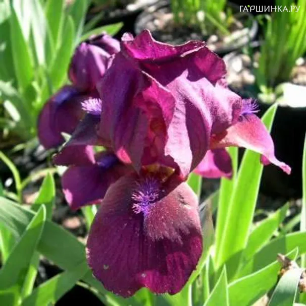 Ирис карликовый Пастель Шарм