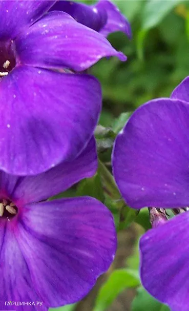 Флокс Магия