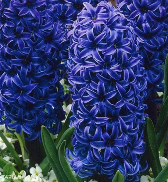 Гиацинт Мари 3шт