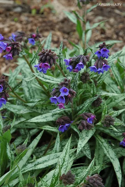 Медуница Кевененсис длиннолистная