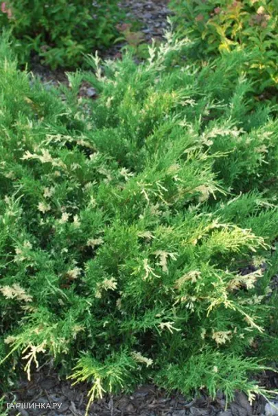 Можжевельник горизонтальный Андорра Вариегата