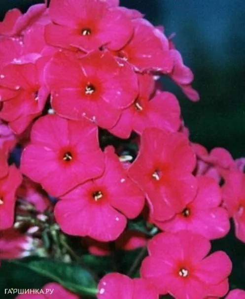 Флокс Пламя