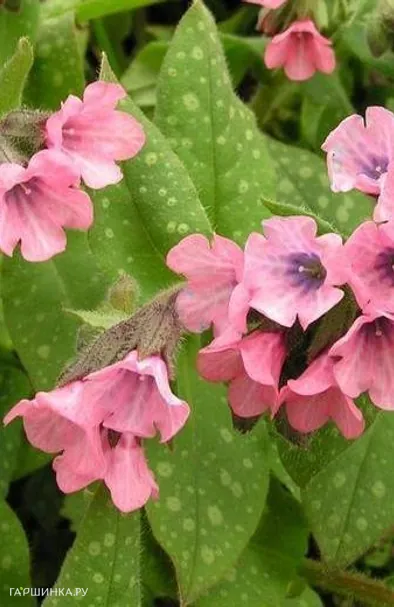 Медуница Дора Билефелд