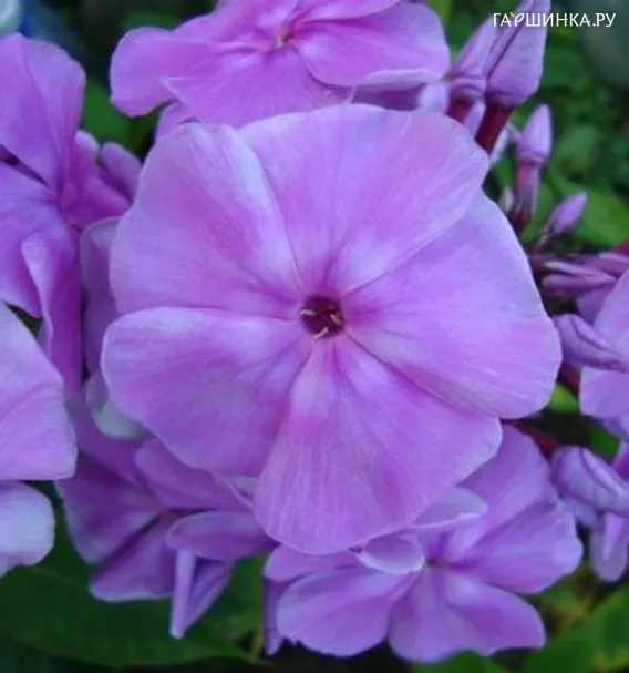 Флокс Седая дама