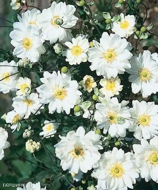 Анемона (Ветреница) японская Вейрлвинд