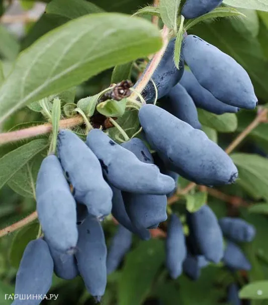 Жимолость Нимфа