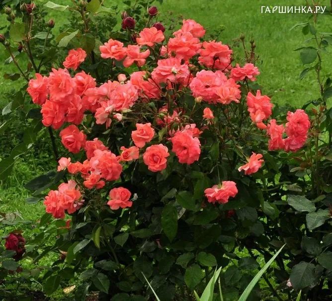 Роза Мюнхен Киндл флорибунда, Imperial Rose