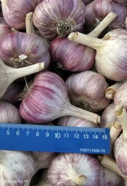 Чеснок озимый сорт Комсомолец 0.5кг