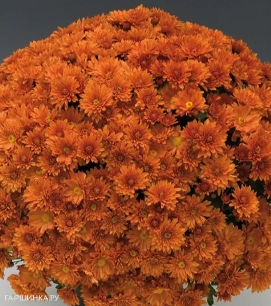 Хризантема мультифлора Брансаунд Дак Оранж