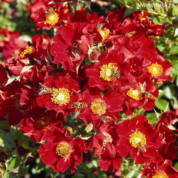 Роза Кармин почвопокровная Imperial Rose
