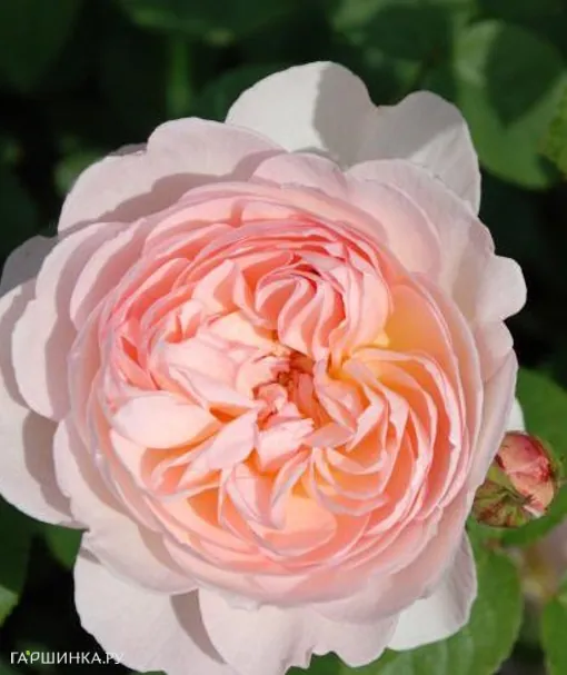 Роза Джентл Гермионе, Д.Остин кустарниковая (лиц)