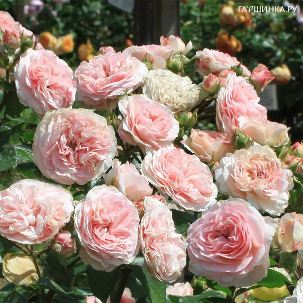 Роза Ордер флорибунда, Империал Роуз Imperial Rose