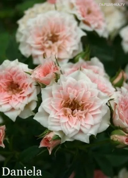 Роза Даниела миниатюрная Imperial Rose