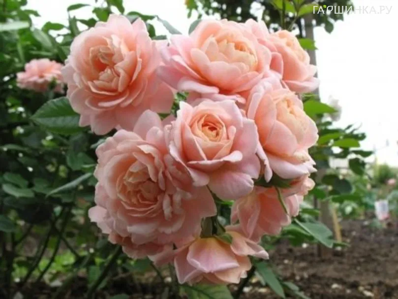 Роза Гейша флорибунда, Империал Роуз Imperial Rose