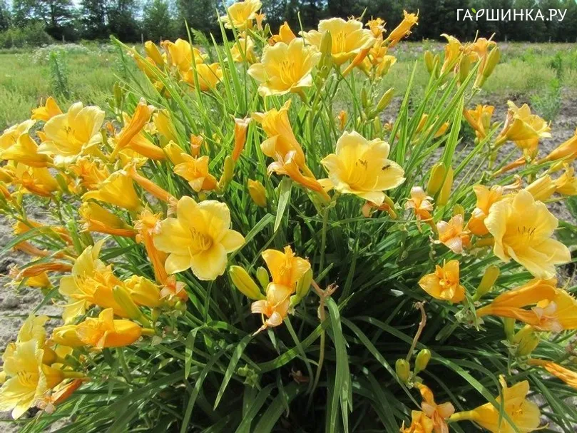 Лилейник Бакабана