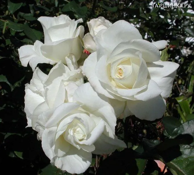 Роза Ивнинг Стар чайно-гибридная, Imperial Rose