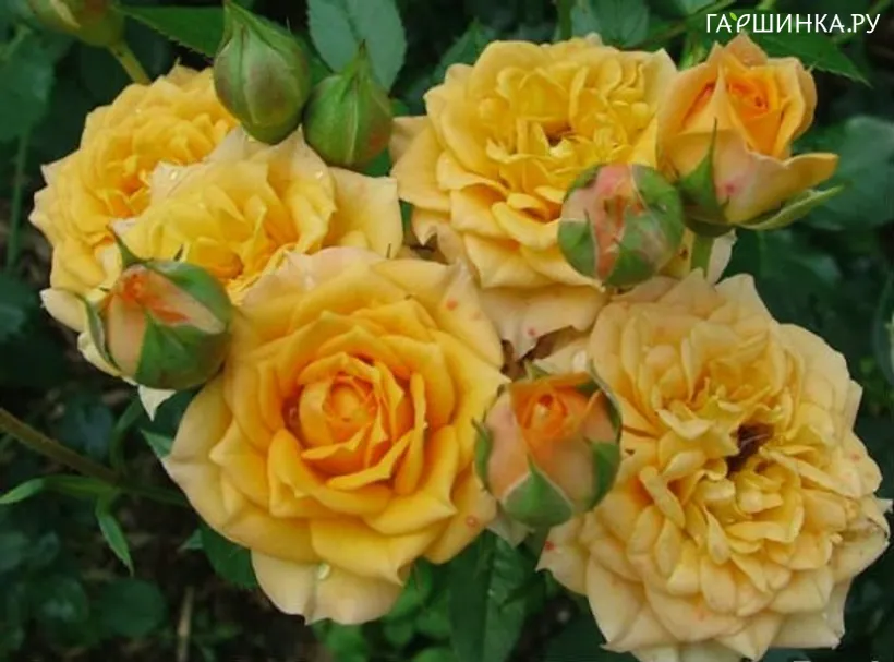 Роза Луллу миниатюрная, Imperial Rose