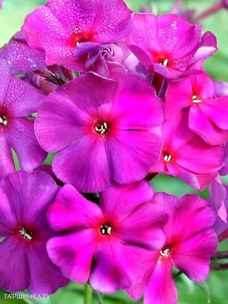 Флокс Зе Кинг метельчатый