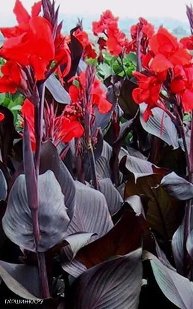 Канна Рэд Кинг Хумберт