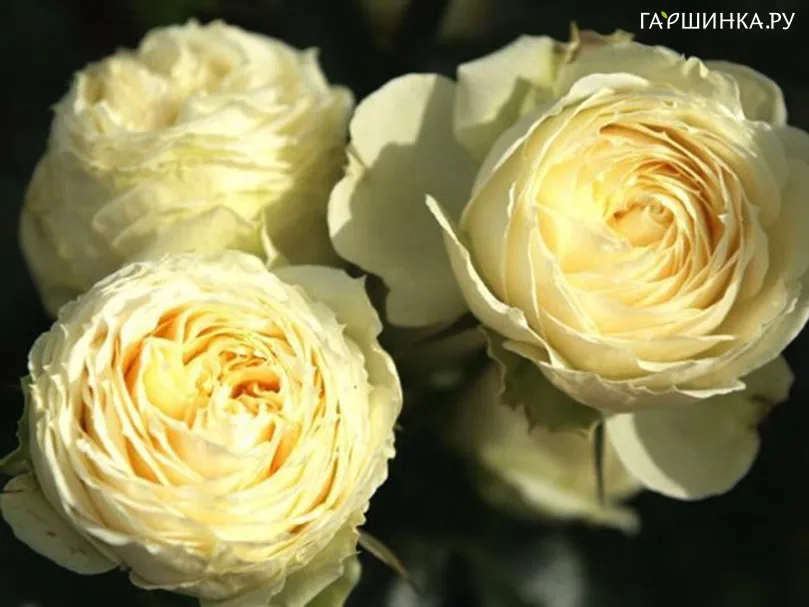 Роза Лемон Рококо кустарниковая Imperial Rose