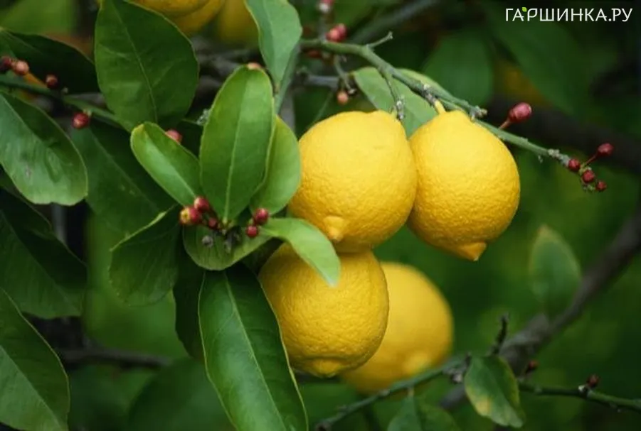 Лимон Павловский