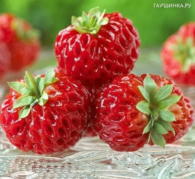 Клубника Фрамбери