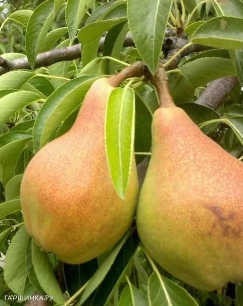 Груша Тонковетка Уральская